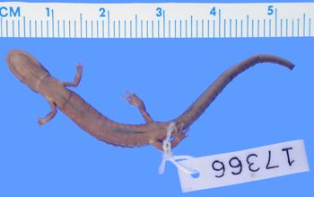 Media type: image; Herpetology A-17366